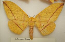 Eacles masoni female sjh.jpg