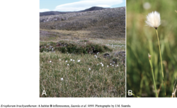 Eriophorum brachyantherum Field and Closeup.png