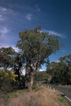 Eucalyptus malcoxylon.jpg