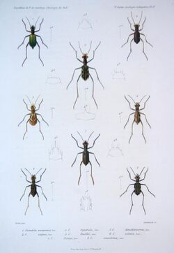 F de Castelnau-insectesPl01a.jpg