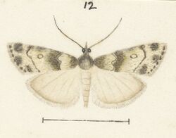 Fig 12 MA I437621 TePapa Plate-XXII-The-butterflies full (cropped).jpg