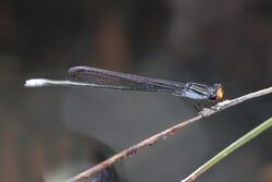 Flame-headed riverdamsel 1471.jpg