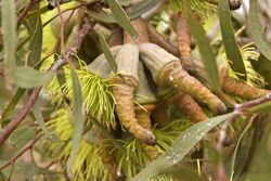 Flower of an unidentified Eucalyptus tree.jpg