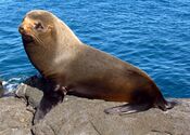 Galapagos Fur Seal, Santiago Island.jpg
