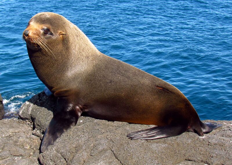 File:Galapagos Fur Seal, Santiago Island.jpg