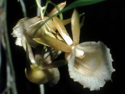 Galeandra lacustris Orchi 12.jpg