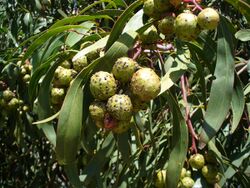 Galls on Acacia pycnantha.jpg