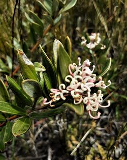 Grevillea imberbis.jpg