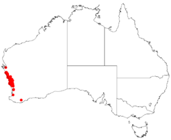 Hakea auriculataDistMap10.png