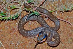 Herald Snake (Crotaphopeltis hotamboeia) (6888666734).jpg