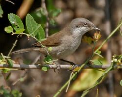 Hume's Lesser Whitethroat (Sylvia althaea) in Hyderabad, AP W IMG 1441.jpg