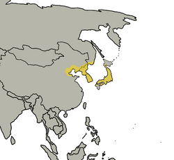 Hyalessa maculaticollis distribution.png