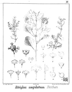Iconography of Australian salsolaceous plants (1889) (20123487364).jpg