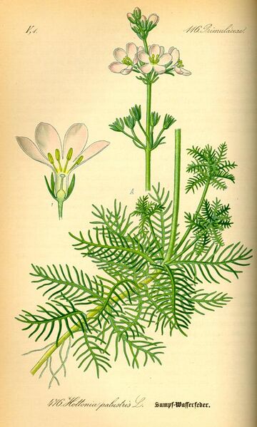 File:Illustration Hottonia palustris0.jpg