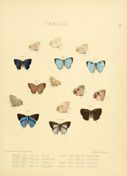 Illustrations of diurnal Lepidoptera 52.jpg