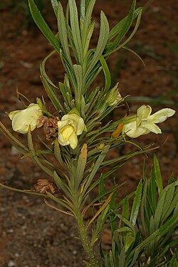 Ixianthes retzioides, flower