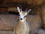 Klipspringer 5.jpg