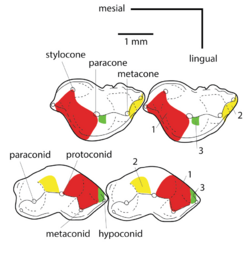 Kuehneotherium molar terminology.png