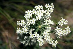 Lake Plant 2.JPG