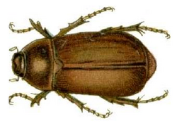 Lepidiota consotbrina cain1436 rotated.png