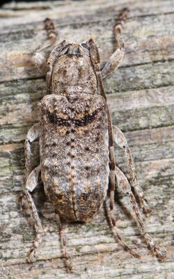Long-horn Beetle - Ecyrus dasycerus, Leesylvania State Park, Woodbridge, Virginia.jpg