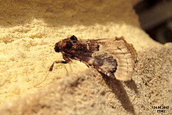 Loryma egregialis (ToPet) (35533206840).jpg