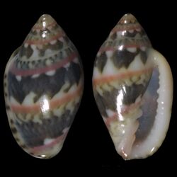 Marginella liparozona 001.jpg