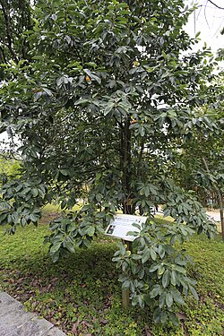 Michelia maudiae - South China Botanical Garden 2013.11.02 16-32-50.jpg