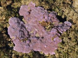 Montipora flabellata-tidepool.jpg