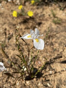 Moraea serpentina Baker.jpg