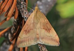 Moth - Pyrausta fodinalis, Packer Lake, California.jpg