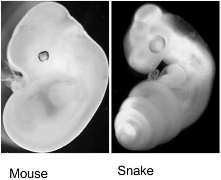 File:Mouse and Snake Embryos.jpg