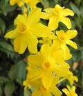 Narcissus jonquilla 2.jpg