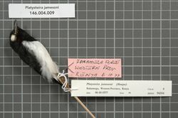 Naturalis Biodiversity Center - RMNH.AVES.94354 1 - Platysteira jamesoni (Sharpe, 1890) - Platysteiridae - bird skin specimen.jpeg