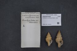 Naturalis Biodiversity Center - RMNH.MOL.209254 - Peristernia smithiana Melvill, 1891 - Fasciolariidae - Mollusc shell.jpeg
