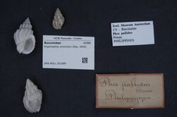 Naturalis Biodiversity Center - ZMA.MOLL.351689 - Engoniophos unicinctus (Say, 1826) - Buccinidae - Mollusc shell.jpeg