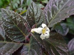 Nautilocalyx glandulifer -新加坡濱海灣花園 Gardens by the Bay, Singapore- (36425390841).jpg