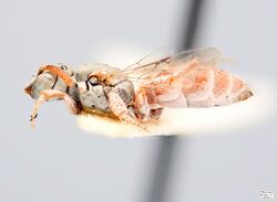 Neolarra pruinosa Female.jpg