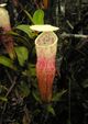 Nepenthes alba3.jpg