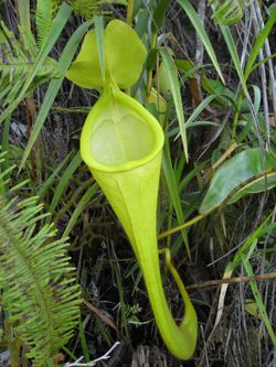 Nepenthes chaniana 1.jpg