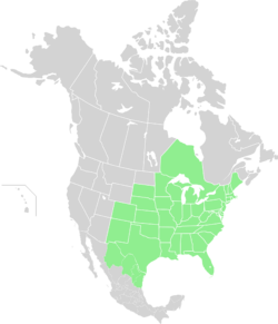 North America Range Perithemis tenera.svg