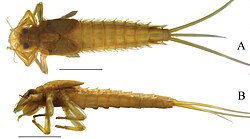 Oligoneuriopsis jessicae (10.3897-zookeys.985.56649) Figure 7.jpg