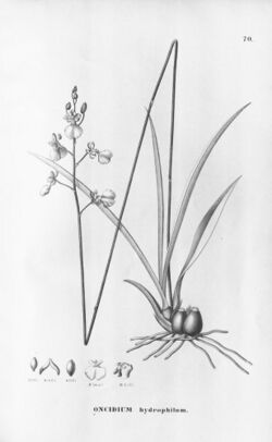 Oncidium hydrophilum.jpg