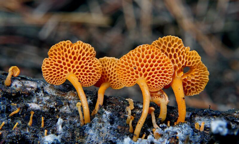 File:Orange Pore Fungus (Favolaschia calocera) (33327394770).jpg