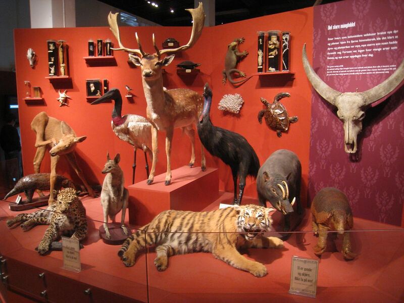 File:Oslo Zoological Museum - IMG 9062.jpg