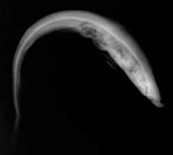 Paragaleus pectoralis X-ray.jpg