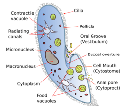 Paramecium diagram.svg