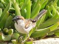 Passer iagoensis male.jpg