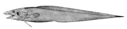 Penopus microphthalmus.jpg