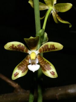 Phalaenopsis viridis Orchi 001.jpg